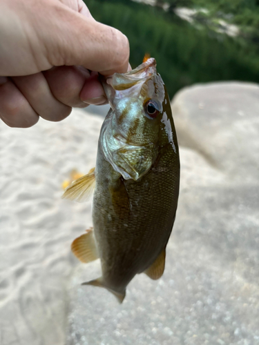 スモールマウスバスの釣果