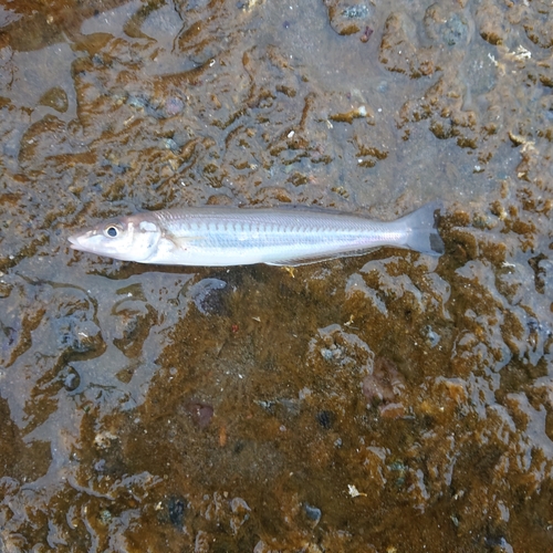 キスの釣果