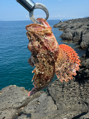 オニカサゴの釣果