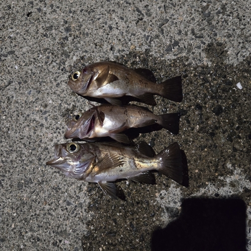 クロメバルの釣果