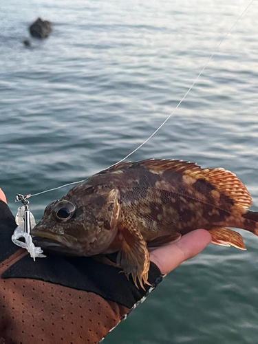 アコウの釣果