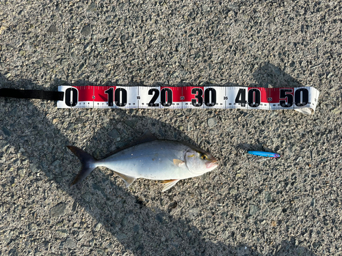 ショゴの釣果