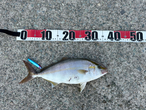 ショゴの釣果