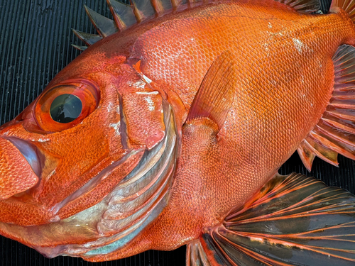 チカメキントキの釣果