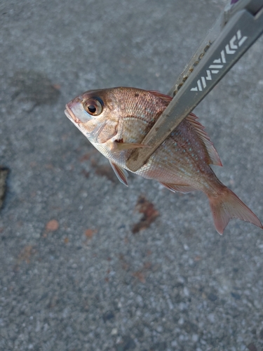 タイの釣果