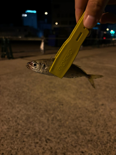 マアジの釣果