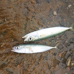 サバの釣果