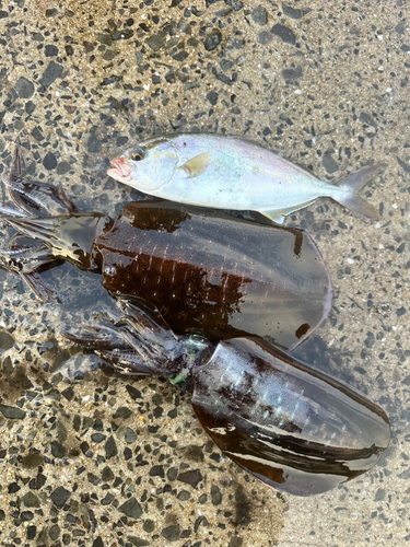 ネリゴの釣果