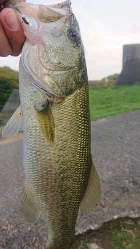 ラージマウスバスの釣果