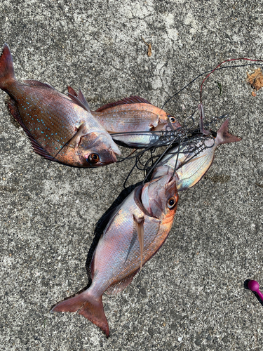 マダイの釣果