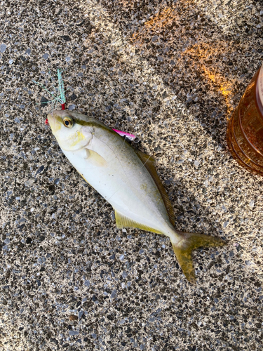 ショゴの釣果