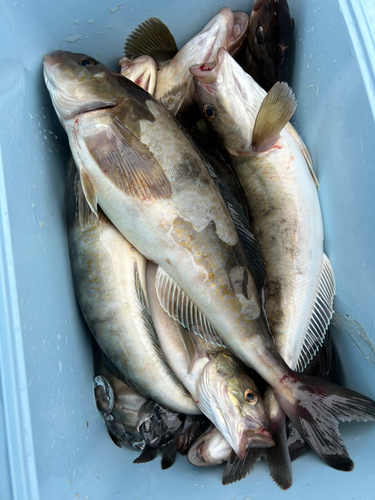 ホッケの釣果