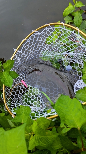 ニジマスの釣果