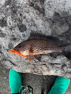 オオモンハタの釣果