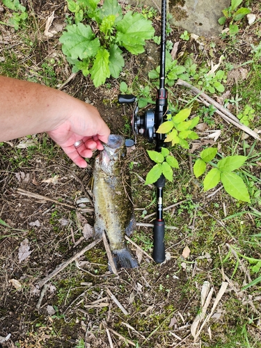 スモールマウスバスの釣果