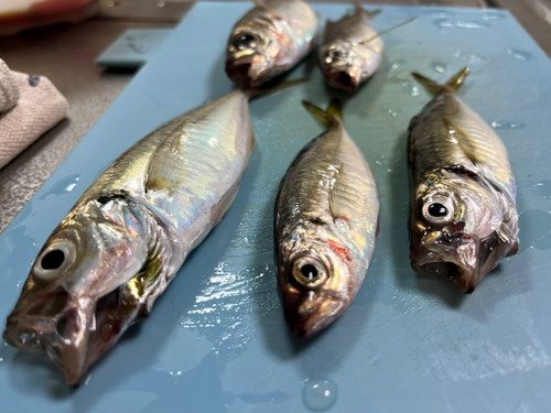 アジの釣果