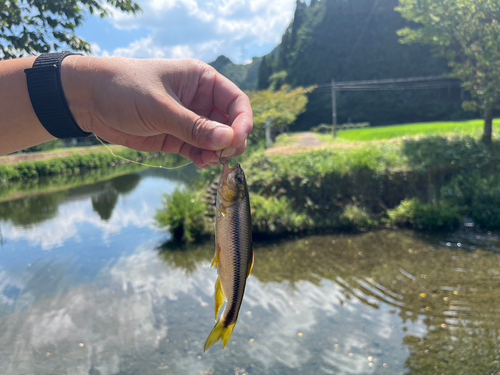 ウグイの釣果