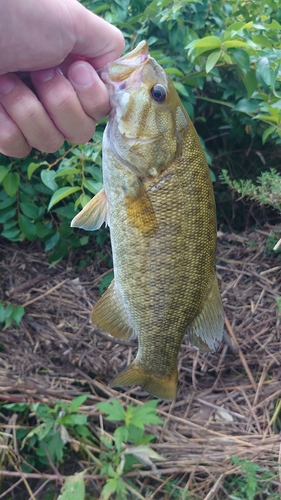 スモールマウスバスの釣果