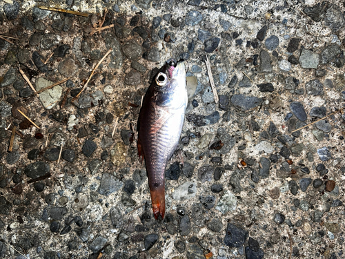 ネンブツダイの釣果