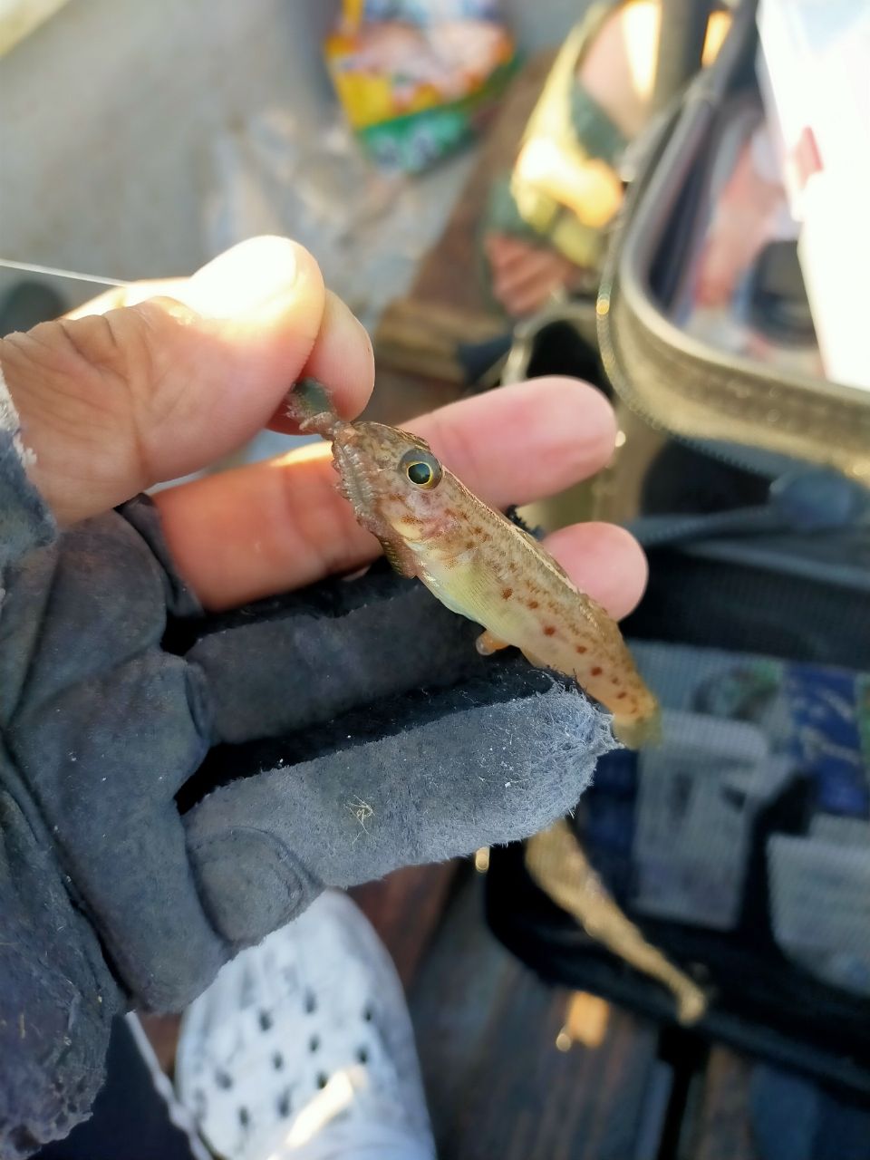 コニコニさんの釣果 1枚目の画像