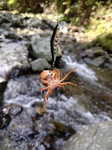 カニの釣果