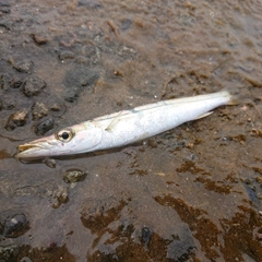 カマスの釣果