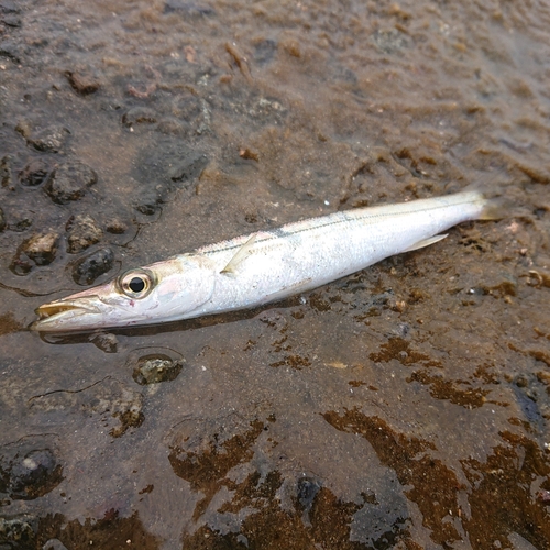 カマスの釣果