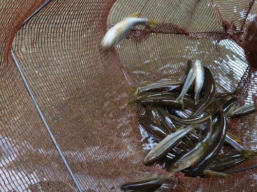 カワムツの釣果