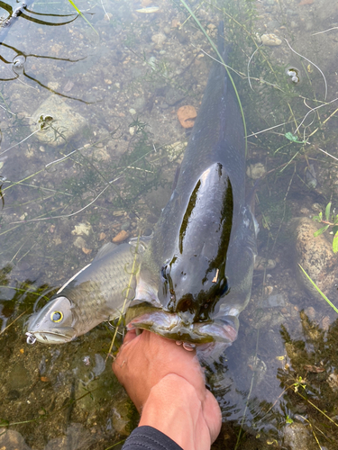 ブラックバスの釣果