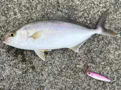 ショッコの釣果