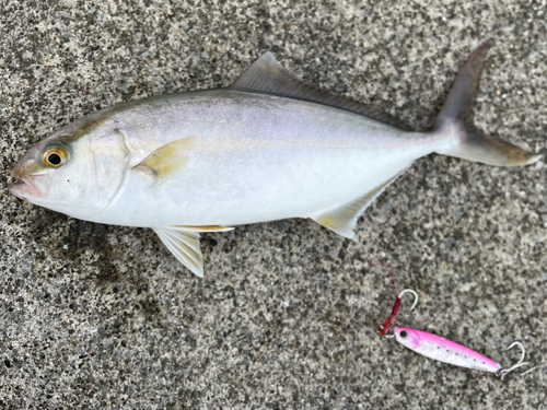 ショッコの釣果