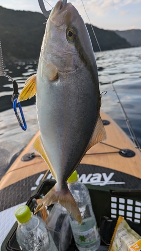 カンパチの釣果