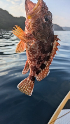 カサゴの釣果