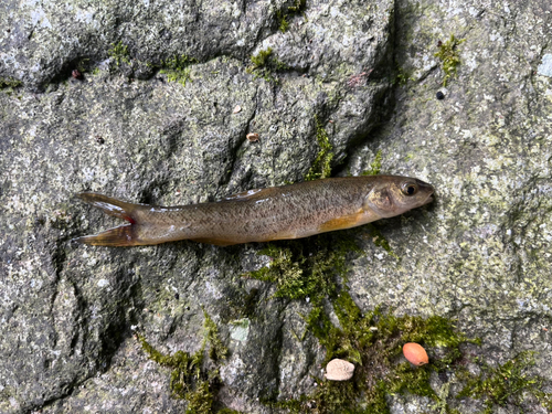 タカハヤの釣果