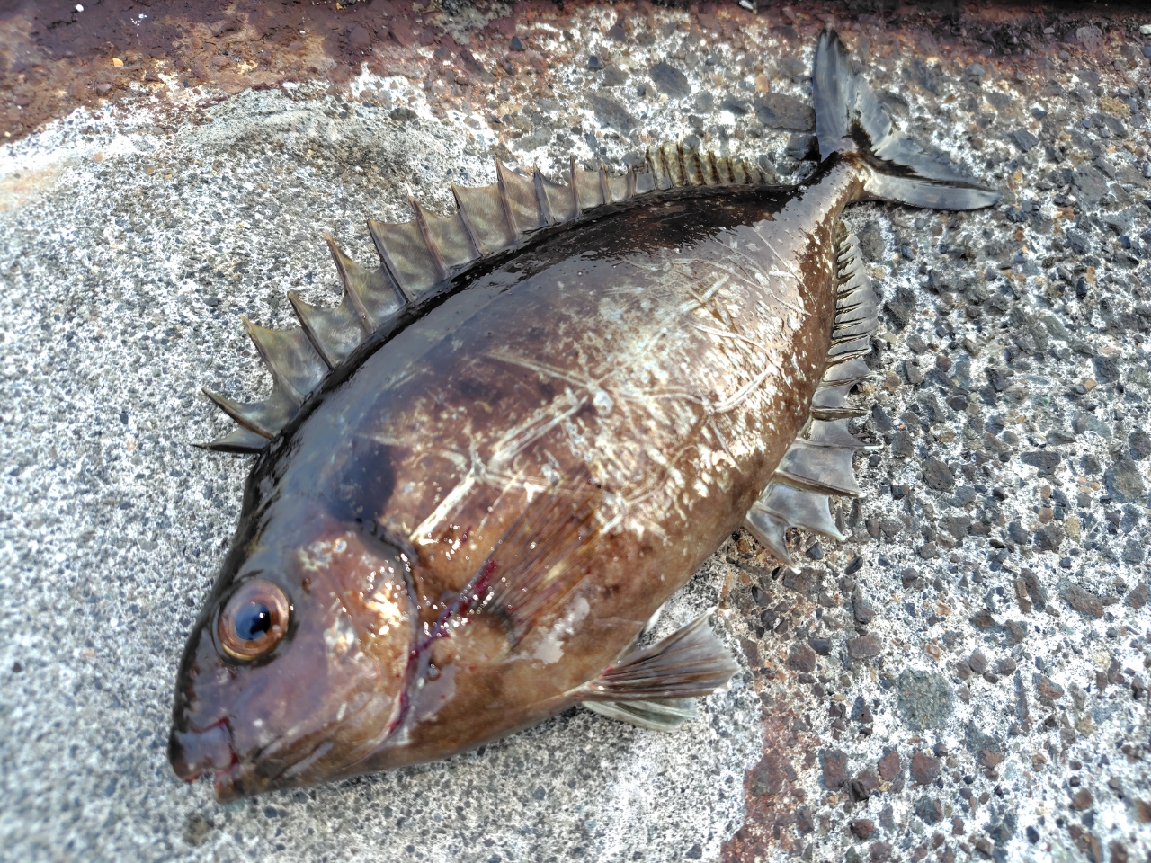 タカノハダイ