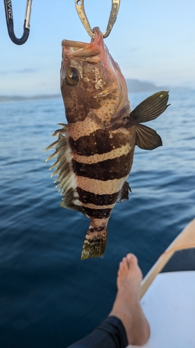 アオハタの釣果