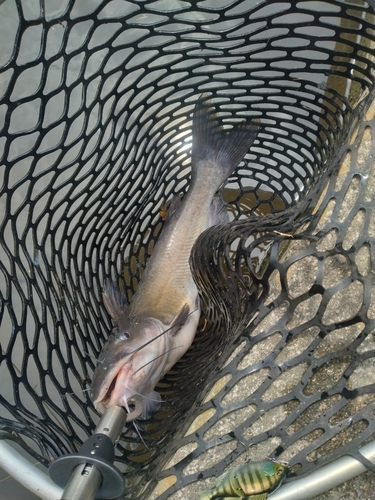 アメリカナマズの釣果