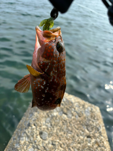 アコウの釣果