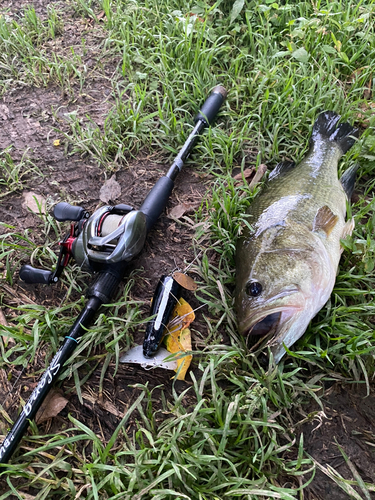 ブラックバスの釣果