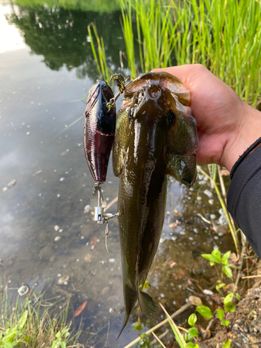 ブラックバスの釣果