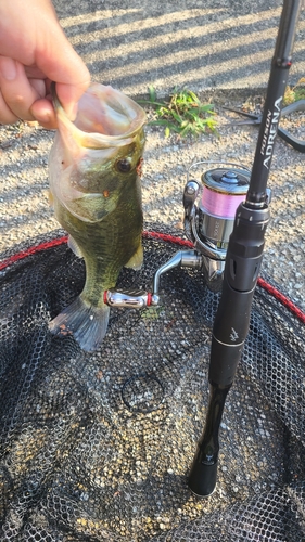 ラージマウスバスの釣果