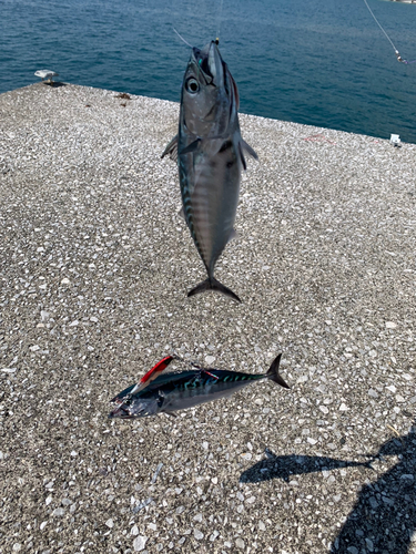 釣果