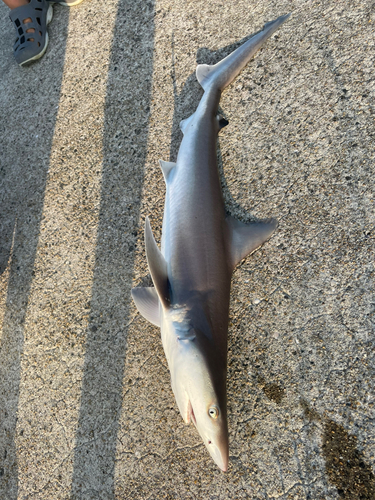 サメの釣果