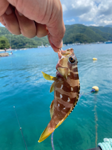 アカハタの釣果