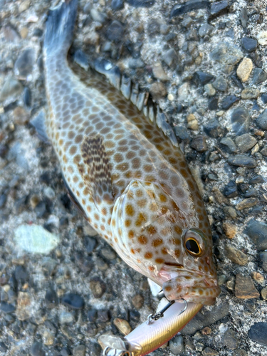 オオモンハタの釣果