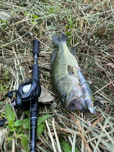 ブラックバスの釣果