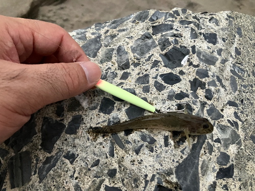 マハゼの釣果