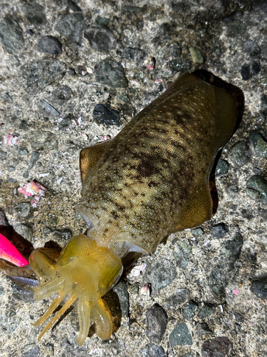 アオリイカの釣果