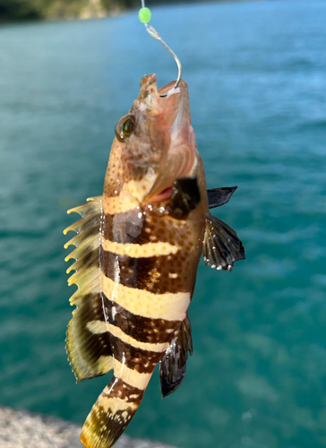 アオハタの釣果