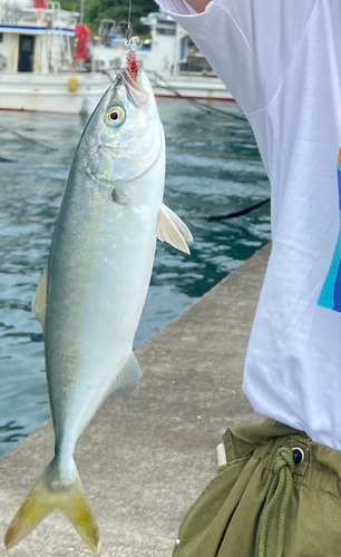 ショゴの釣果